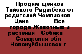 Продам щенков Тайского Риджбека от родителей Чемпионов › Цена ­ 30 000 - Все города Животные и растения » Собаки   . Самарская обл.,Новокуйбышевск г.